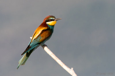 Eurasian Bee-eater - Bijeneter - Merops apiaster