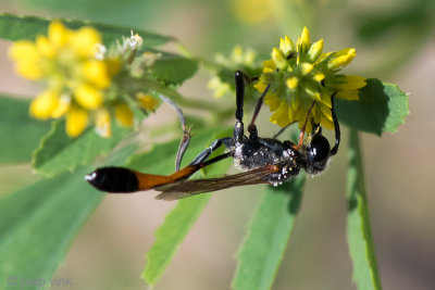 Ammophila wasp - Rupsendoder -  Ammophila heydeni 