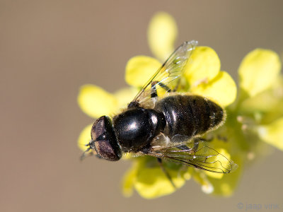 Syrphidae - Kustvlekoog - Eristalinus aeneus