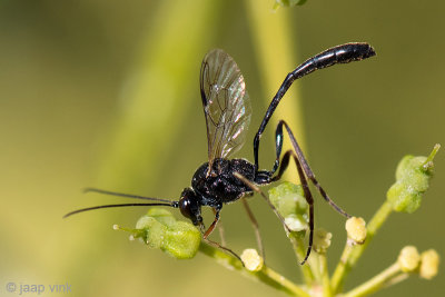 Ichneumonidae - Sluipwesp onbekend - Ichneumonidae indet.