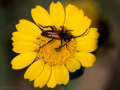 Longhorn beetle - Boktor spec. - Cerambycidae spec.