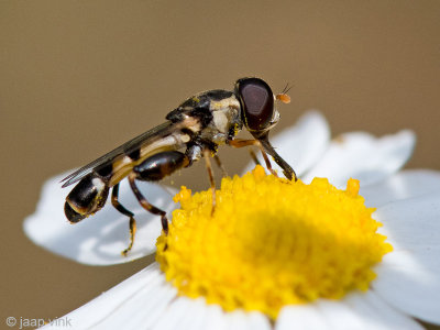 Thick-legged Hoverfly - Menuetzweefvlieg - Syritta pipiens