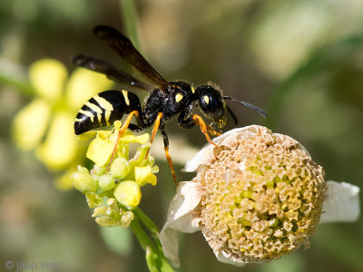 Box-headed Mason-wasp - Gymnomerus laevipes