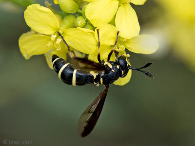 Syrphidae - Normale Fopblaaskop - Ceriana conopsoides