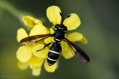 Syrphidae - Normale Fopblaaskop - Ceriana conopsoides