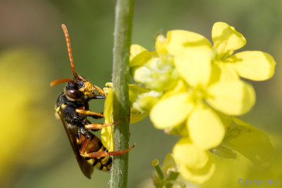 Wasp Bee - Wespbij - Nomada spec.