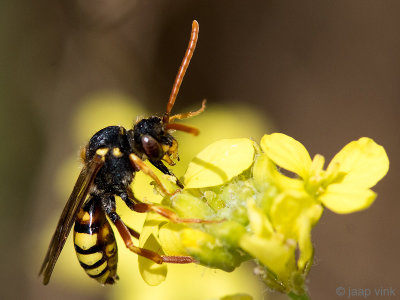 Wasp Bee - Wespbij - Nomada spec.