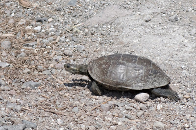 Spur-thighed Tortoise - Moorse Landschildpad - Testudo graeca