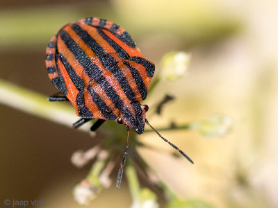 Italian striped bug - Pyjamaschildwants - Graphosoma italicum