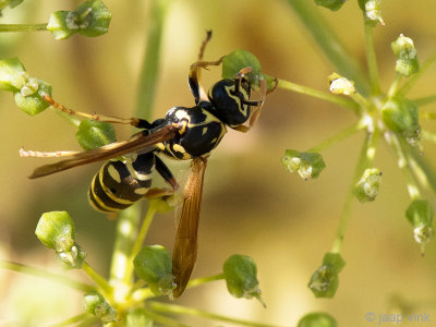 Paper wasp - Veldwesp - Polistes nympha