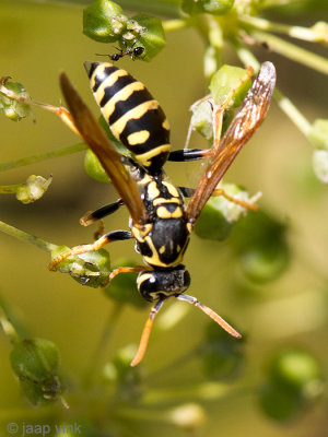 Paper wasp - Veldwesp - Polistes nympha