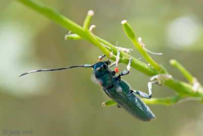 Longhorn beetle - Boktor - Phytoecia caerulea