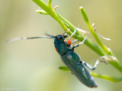 Longhorn beetle - Boktor - Phytoecia caerulea