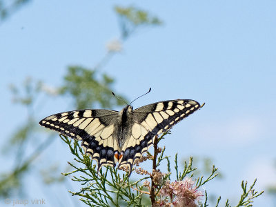 Old World Swallowtail - Koninginnenpage - Papilio machaon