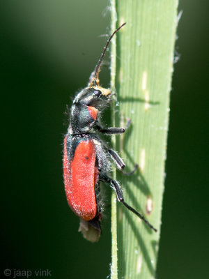 Scarlet Malachite Beetle - Glanzend Basterdweekschild - Malachius aeneus