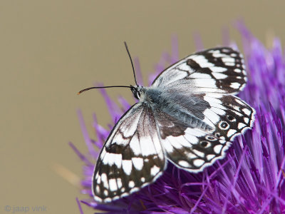 Balkan Marbled White - Oostelijk Dambordje - Melanargia larissa lesbina