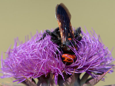 Mammoth Wasp - Oostelijke Dolkwesp - Scolia flavifrons