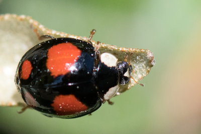 Harlequin Ladybird - Viervlekkig Aziatisch Lieveheersbeestje - Harmonia axyridis f. spectabilis