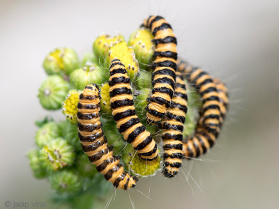 Caterpillars Cinnabar moth - Rupsen Sint-jacobsvlinder - Tyria jacobaeae