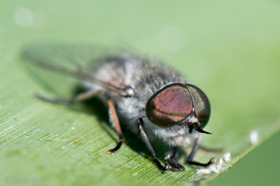 Horsefly species - Runderdaas species - Tabanus spec.