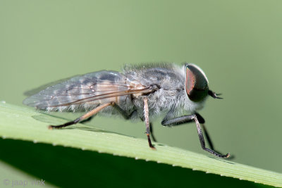 Horsefly species - Runderdaas species - Tabanus spec.