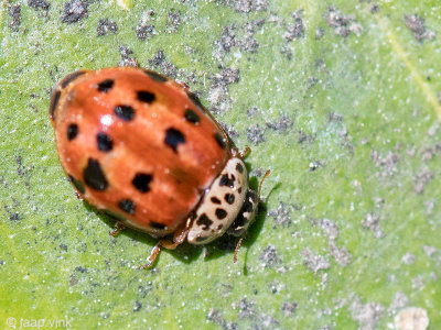 Cream-streaked lady beetle - Harlekijnlieveheersbeestje - Harmonia quadripunctata