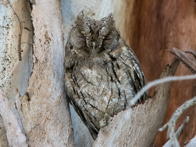 Scops Owl - Dwergooruil - Otus scops