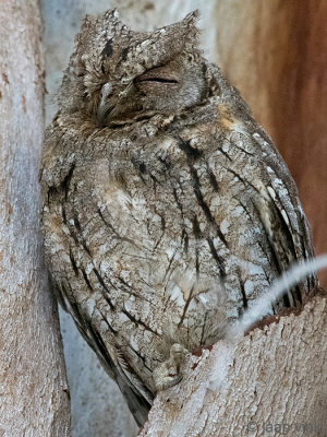 Scops Owl - Dwergooruil - Otus scops