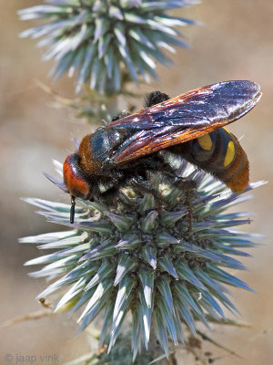 Mammoth Wasp - Oostelijke Dolkwesp - Scolia flavifrons