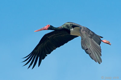 Black Stork - Zwarte Ooievaar - Ciconia nigra