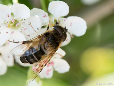 Syrphidae - Kegelbijvlieg - Eristalis pertinax