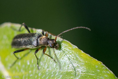 Longhorn beetle - Gewone bloesemboktor - Grammoptera ruficornis