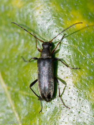 Longhorn beetle - Gewone bloesemboktor - Grammoptera ruficornis