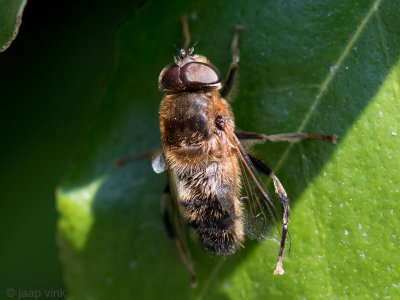 Syrphidae - Kegelbijvlieg - Eristalis pertinax