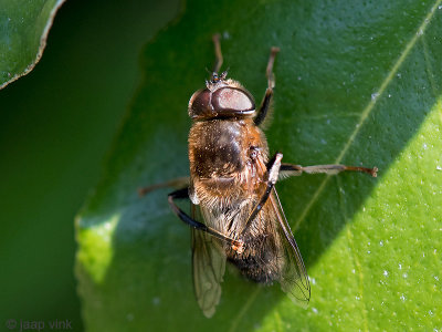 Syrphidae - Kegelbijvlieg - Eristalis pertinax