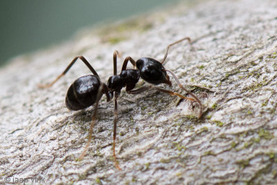 Jet Black Ant - Glanzende Houtmier - Lasius fuliginosus