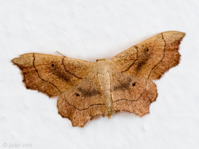 Small Scallop - Geblokte Stipspanner - Idaea emarginata