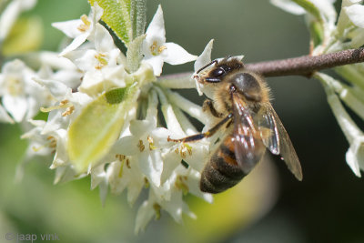 Honey bee - Honingbij - Apis mellifera