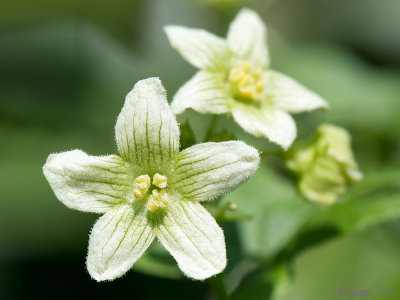 Red bryony - Heggenrank - Bryonia dioica