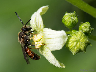 Common Furrow-bee - Gewone Geurgroefbij - Lasioglossum calceatum