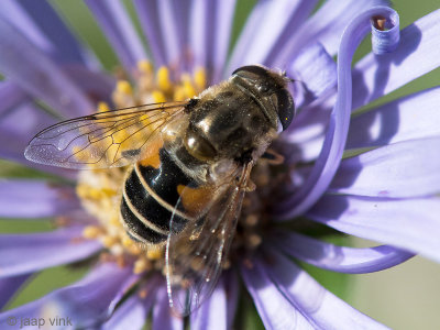 Syrphidae - Kleine Bijvlieg - Eristalis arbustorum