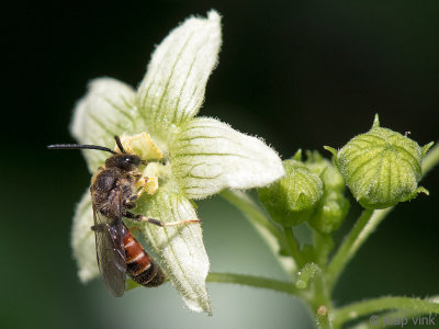 Common Furrow-bee - Gewone Geurgroefbij - Lasioglossum calceatum