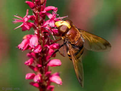 Hornet Mimic hoverfly - Stadsreus (Hoornaarzweefvlieg) - Volucella zonaria