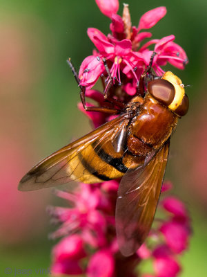 Hornet Mimic hoverfly - Stadsreus (Hoornaarzweefvlieg) - Volucella zonaria