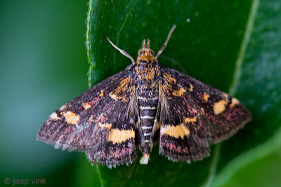 Mint Moth - Muntvlindertje - Pyrausta aurata