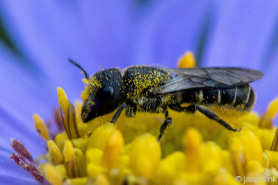 Megachilidae - Tronkenbij - Heriades truncorum