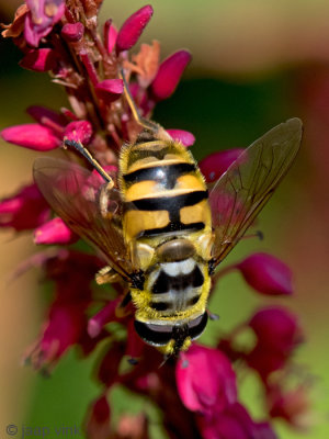 Syrphidae - Doodskopzweefvlieg - Myathropa florea
