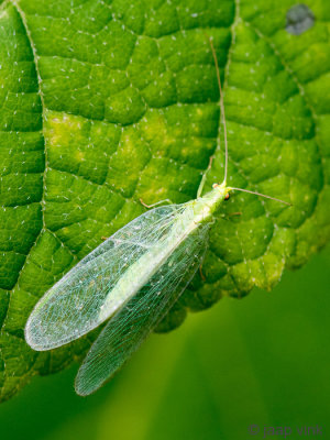 Green Lacewing - Goudoogje - Chrysoperla carnea s.l.