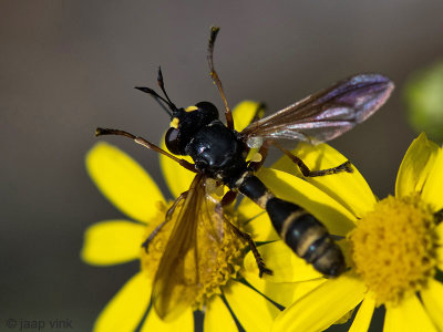 Conopidae - Gewoon Knuppeltje - Physocephala rufipes