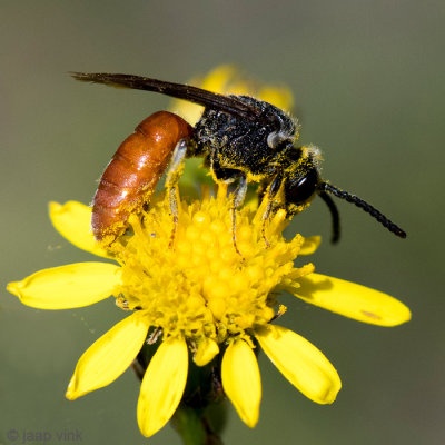 Halictidae - Grote Bloedbij - Sphecodes albilabris